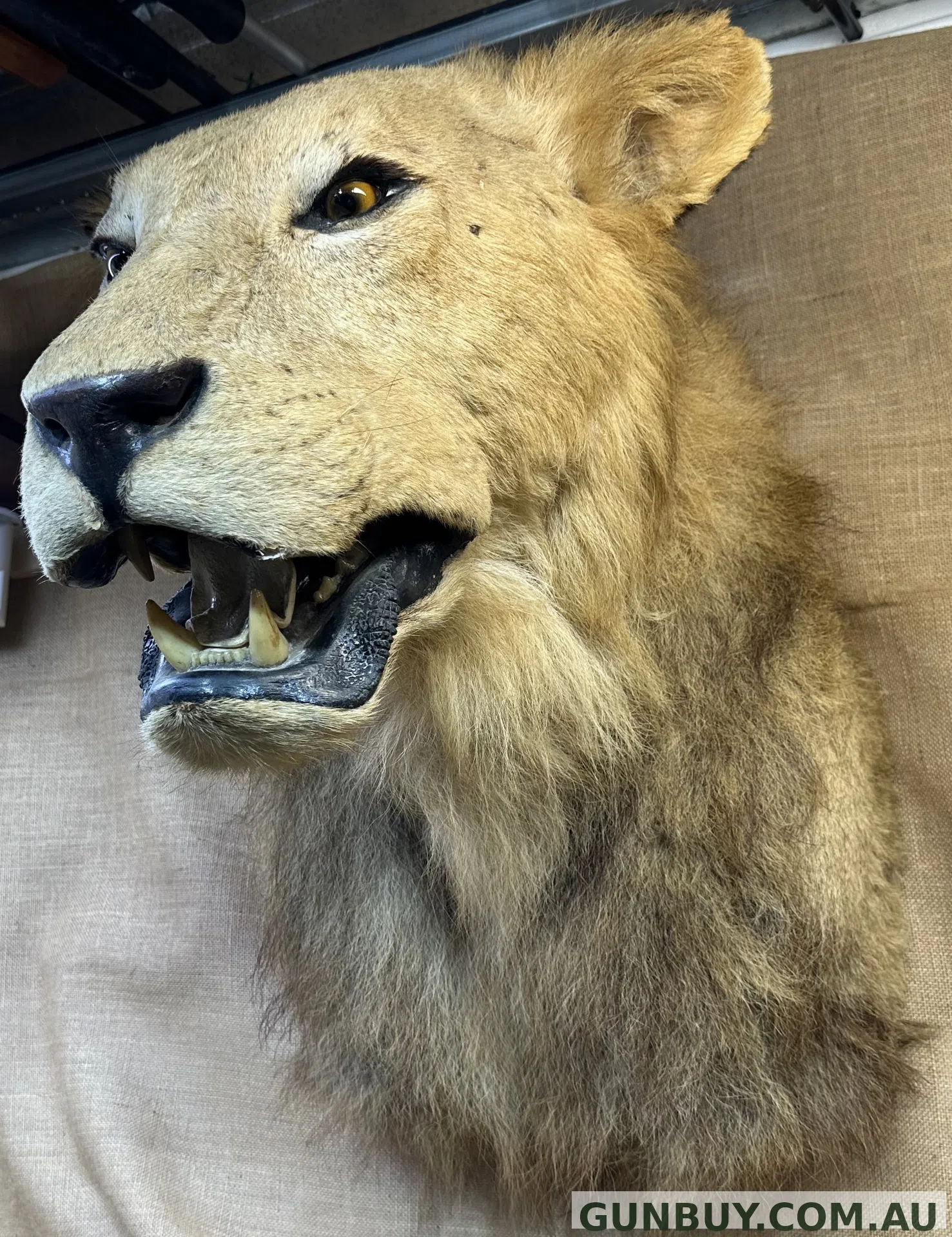Lioness Lioness ready for the Bedroom