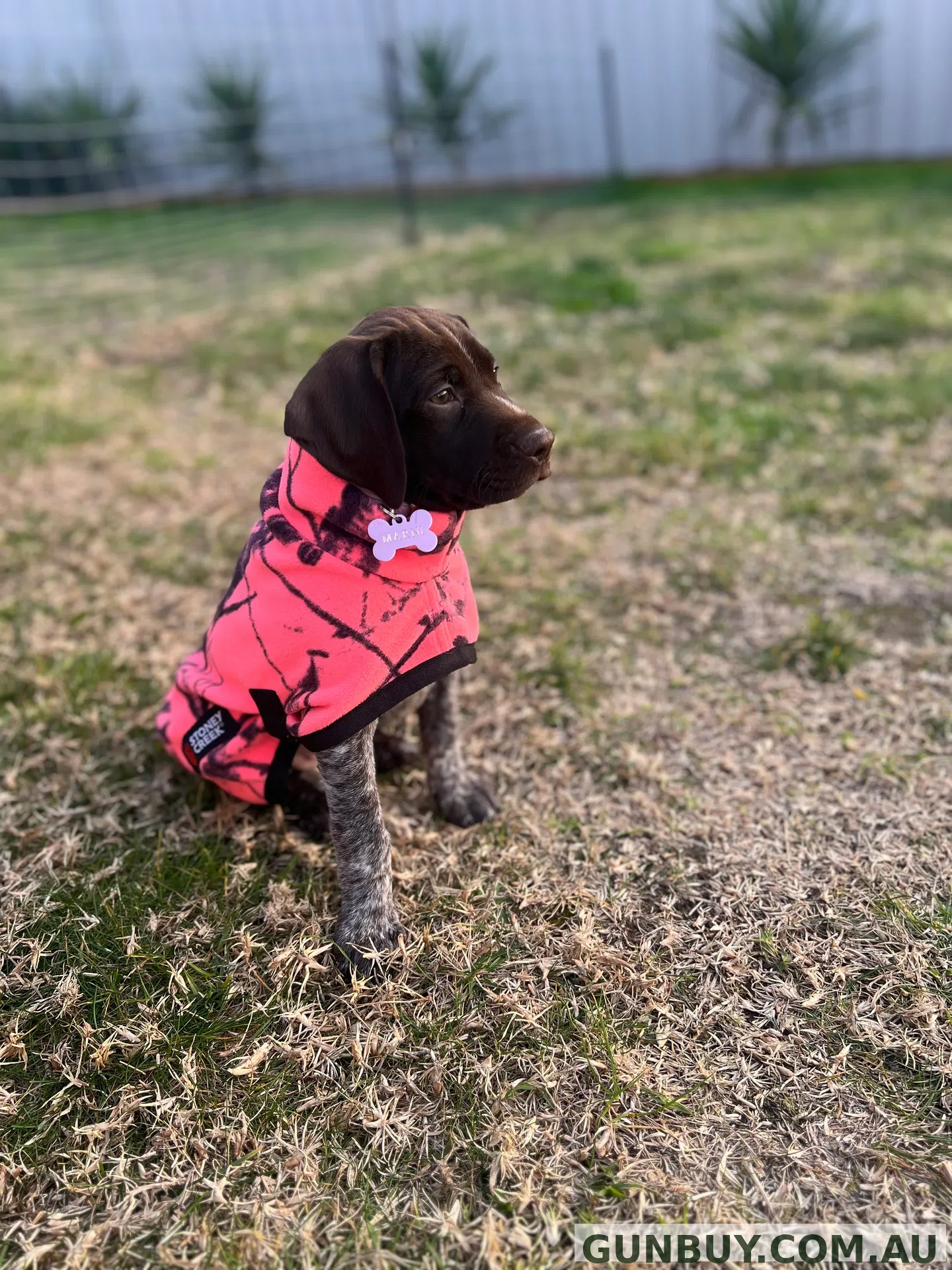 Stoney Creek Jones Dog Coat (Watermelon)